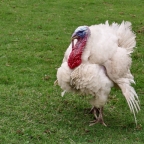 lubomejr