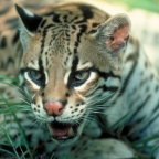 ocelot