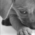 dogy
