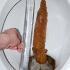 Hovnoscibulí