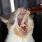 kocourfelix