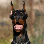 Doberman.Us