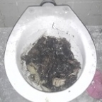necrofil