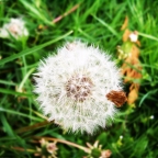 Urbellum