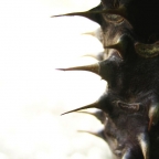 Thorn