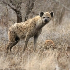 hyena16