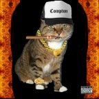 Gangsta Kitty