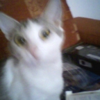 ramman