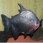 Radingo