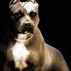 Denilius