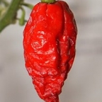 Peetr1