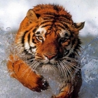 FuRiOuS_SuiCiDe
