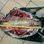 KormOran