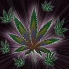 grass666