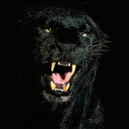 Jaguardenegro