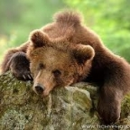 bear