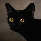 Kater