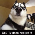 levé varle