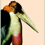 RudyPytel