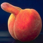 peachus