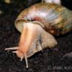 achatina zkurvená