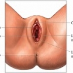 clitoris