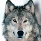 CanisLupus