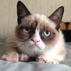 .Grumpy Cat