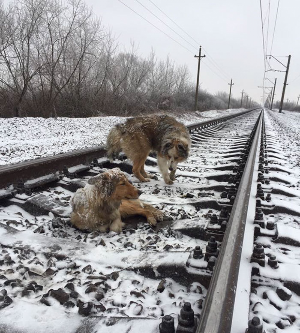 Почему электричка собака. Животные на железной дороге. Собака на железной дороге.