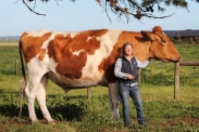 Býk velký jako kráva (foto + video)