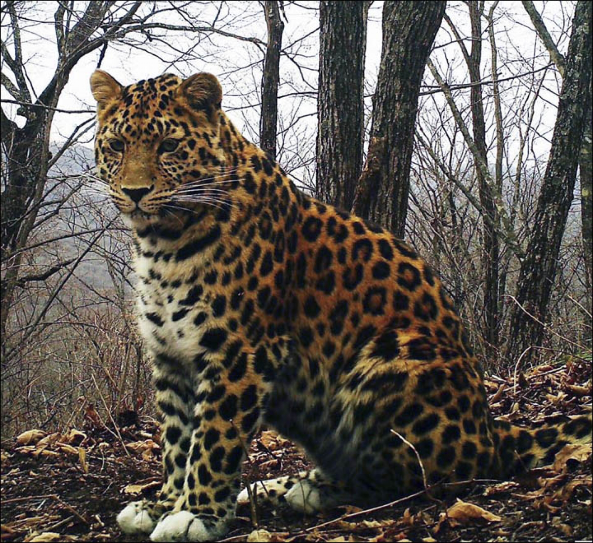 Дальневосточный леопард (Амурский Барс)
