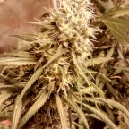semtexxx
