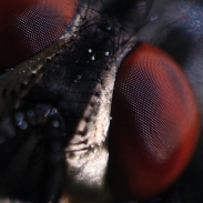 Makro snímky hmyzu od Kennyho