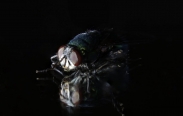 Makro snímky hmyzu od Kennyho