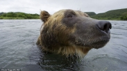 Lov medvěda pod vodou (foto + video)