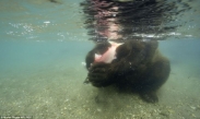 Lov medvěda pod vodou (foto + video)