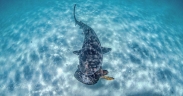 Žralok vs. želva (foto + video)