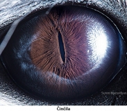 Zvířecí oči