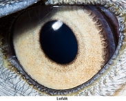 Zvířecí oči