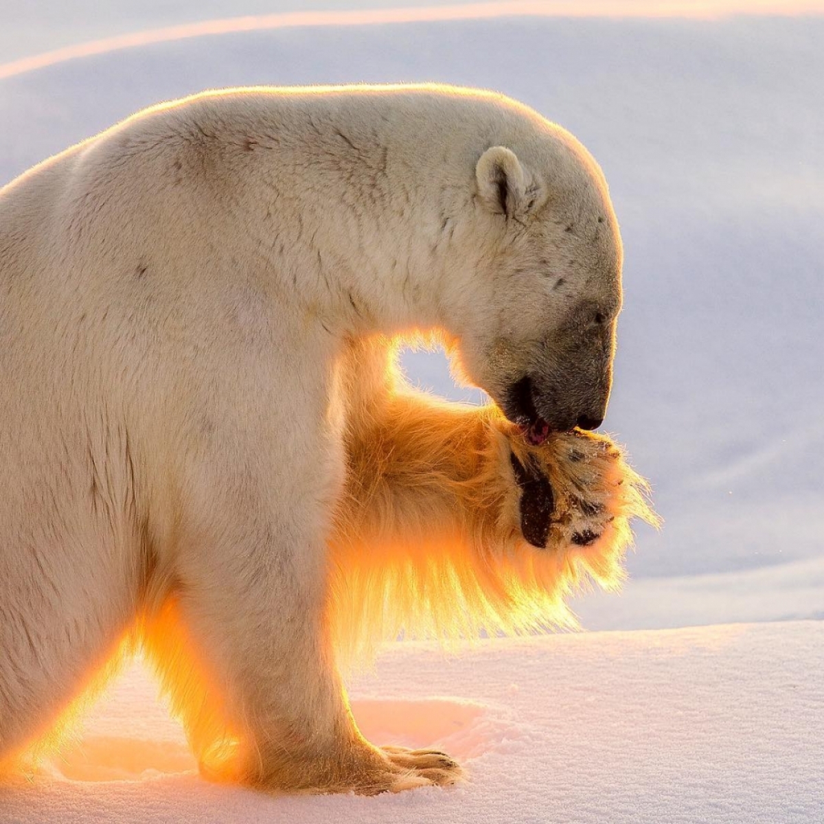 Дикая природа белого медведя. Белый медведь (Карско-Баренцевоморская популяция). Животные Арктики белый медведь. Белые медведи в Арктике. Белый медведь в дикой природе.