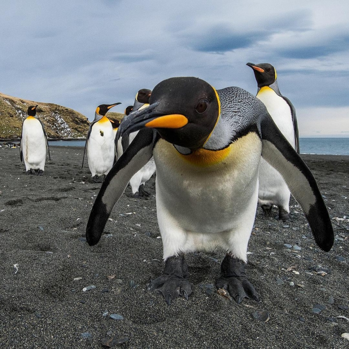 Пингвины в дикой природе. Обитатели Антарктиды. Животные Антарктиды. Животный мир Антарктиды. Пингвины в Арктике.