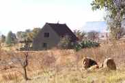 Lion House (foto + video)