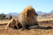 Lion House (foto + video)