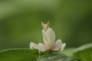 Kudlanka orchidejová (foto + video)