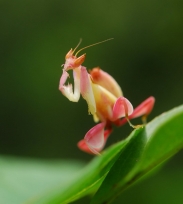 Kudlanka orchidejová (foto + video)