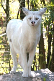 Zvířecí albíni
