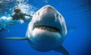 Plavání se žralokem bílým