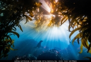 The Ocean Art 2018 Underwater Photography