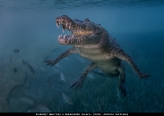 The Ocean Art 2018 Underwater Photography