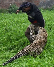 Útok leoparda #13 (foto + video)